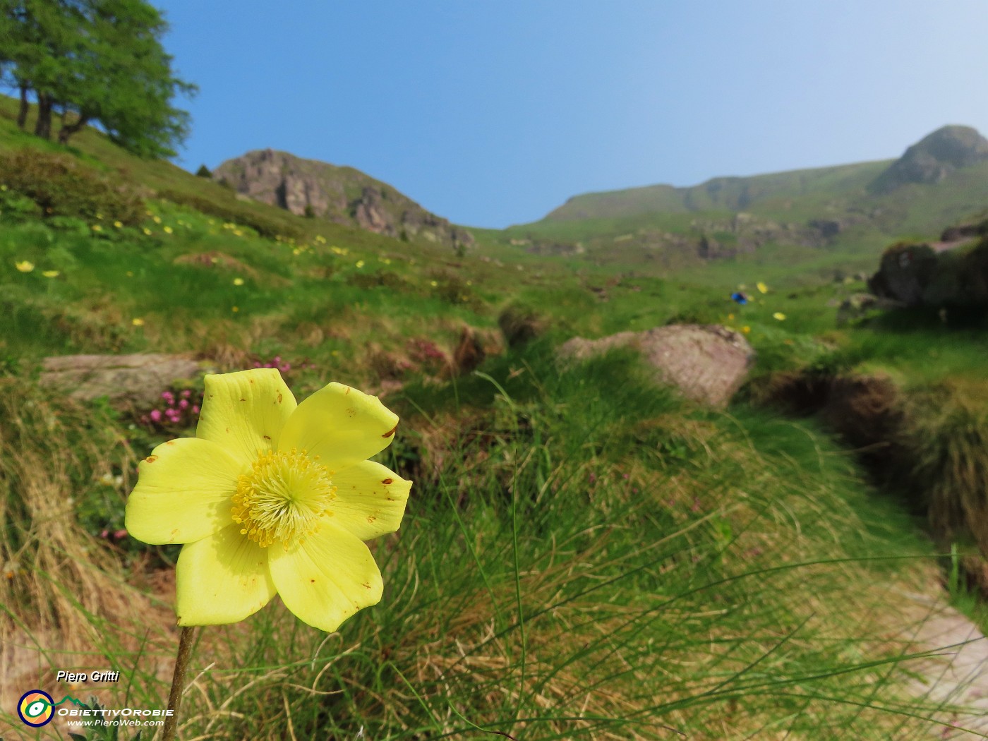 09 Pulsatilla alpima sulphurea (Anemone sulfureo).JPG